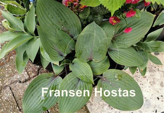 Hosta Holar Purple Flash